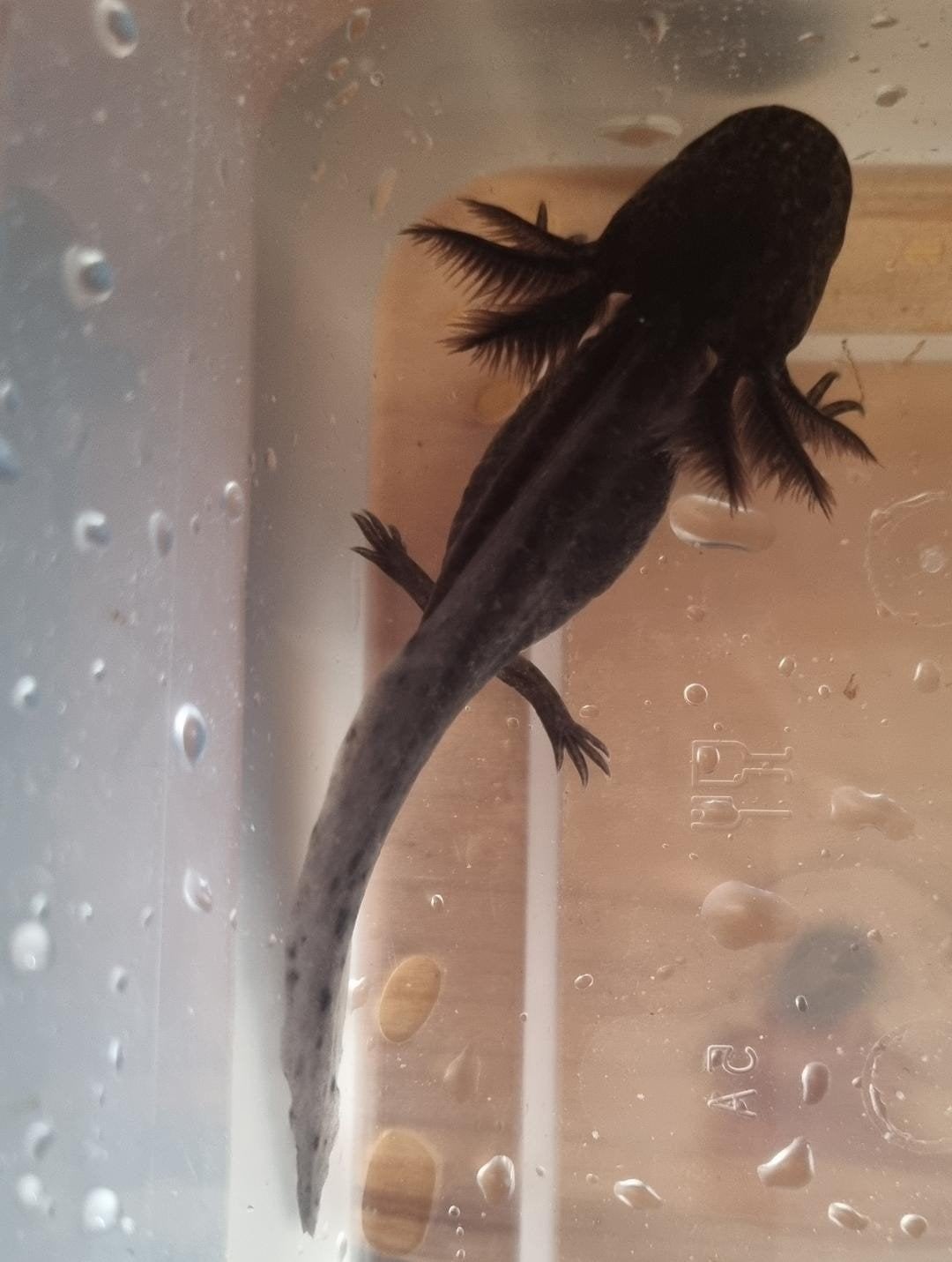 Knappe jonge axolotls beschikbaar Melanoid en Wild, Dieren en Toebehoren, Amfibie, 0 tot 2 jaar
