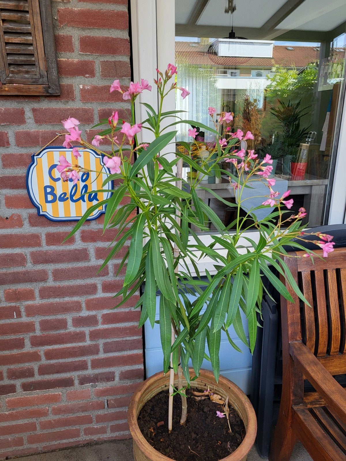roze oleander  in pot, Overige soorten, 100 tot 250 cm, Zomer, Ophalen