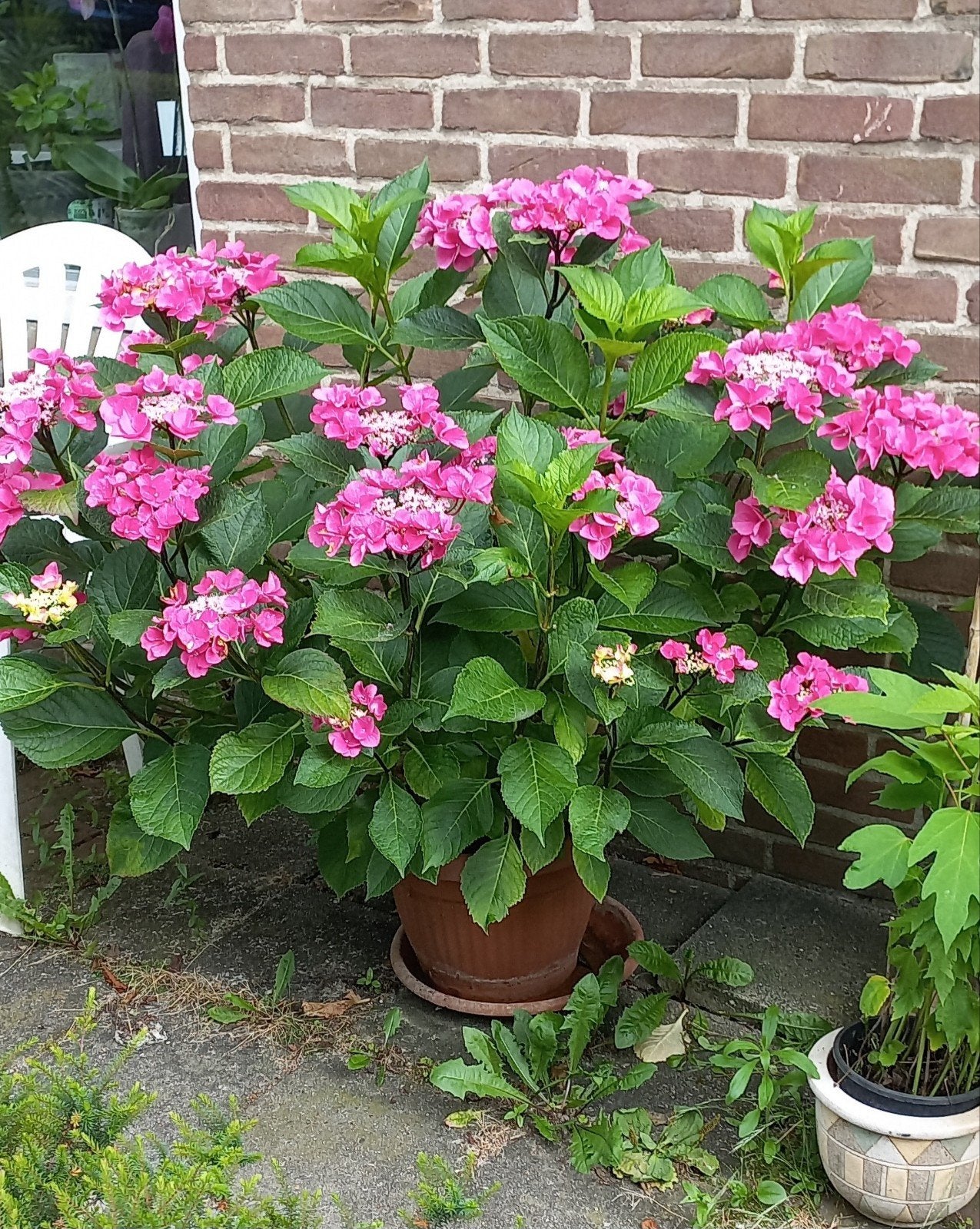 Hortenzia pink, Ophalen, Overige soorten, Halfschaduw