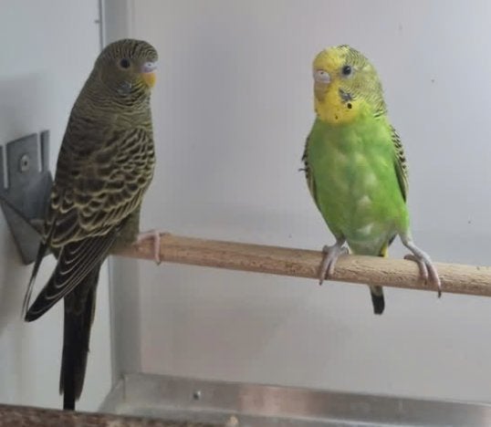 Blackface x groen koppel grasparkieten, Dieren en Toebehoren, Vogels | Parkieten en Papegaaien, Meerdere dieren, Parkiet