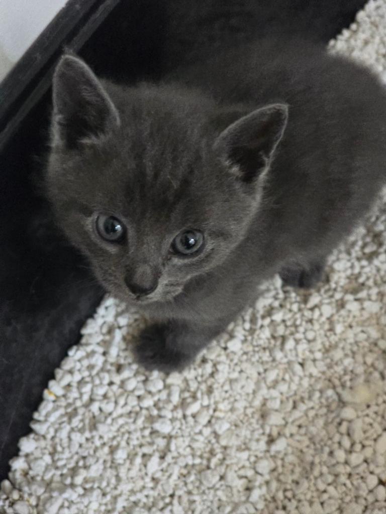 Te koop prachtige kittens ( nog 2 beschikbaar)