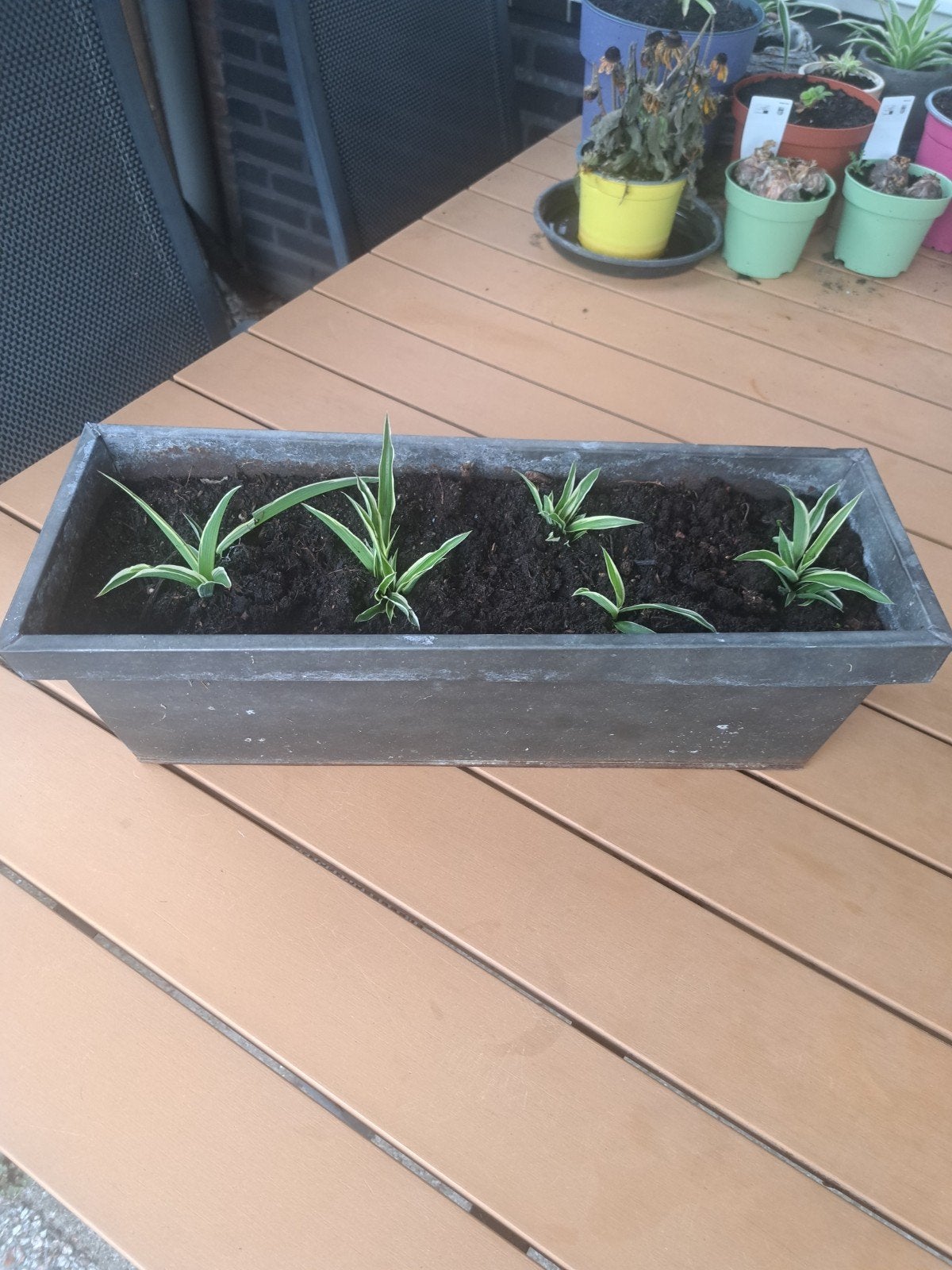 Zinken bloembak met graslelies - Ideaal voor tuin/balkon, Ophalen, Gebruikt, Minder dan 30 cm, Metaal