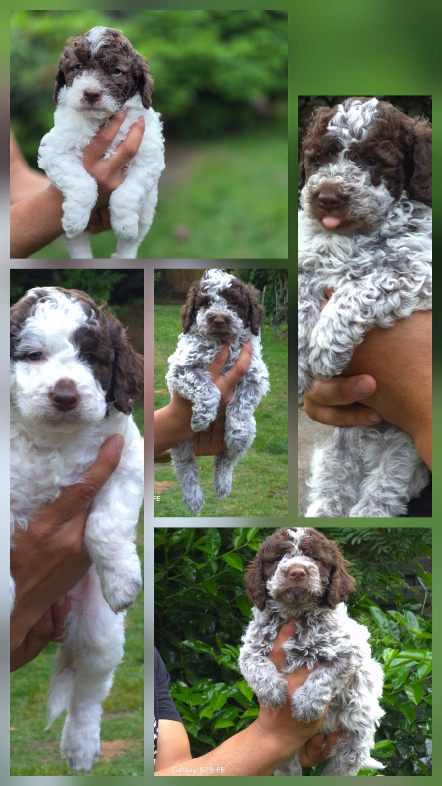 Italiaanse waterhond puppys, Dieren en Toebehoren, Honden | Niet-rashonden, België, Parvo, Particulier, 8 tot 15 weken