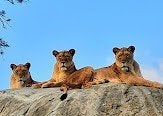 2 e tickets Wildlands Zoo in Emmen, Tickets en Kaartjes, Recreatie | Dierentuinen, Twee personen, Ticket of Toegangskaart