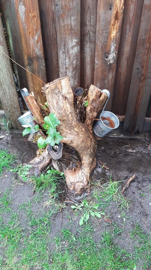 Help wortel moet eruit, Tuin en Terras, Ophalen, Esdoorn, Struik, Minder dan 100 cm