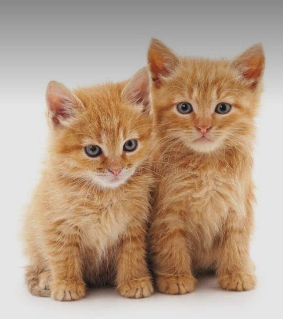 HELP! Gezocht 2 rode kittens (katers), Kater, Kortharig, 0 tot 2 jaar