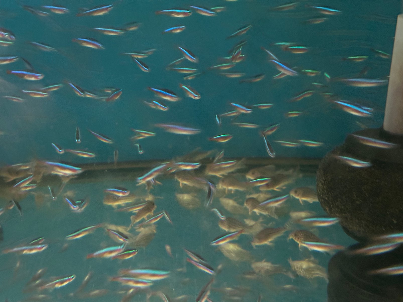 Kardinaal tetra’s, Dieren en Toebehoren, Vis, Zoetwatervis, Schoolvis