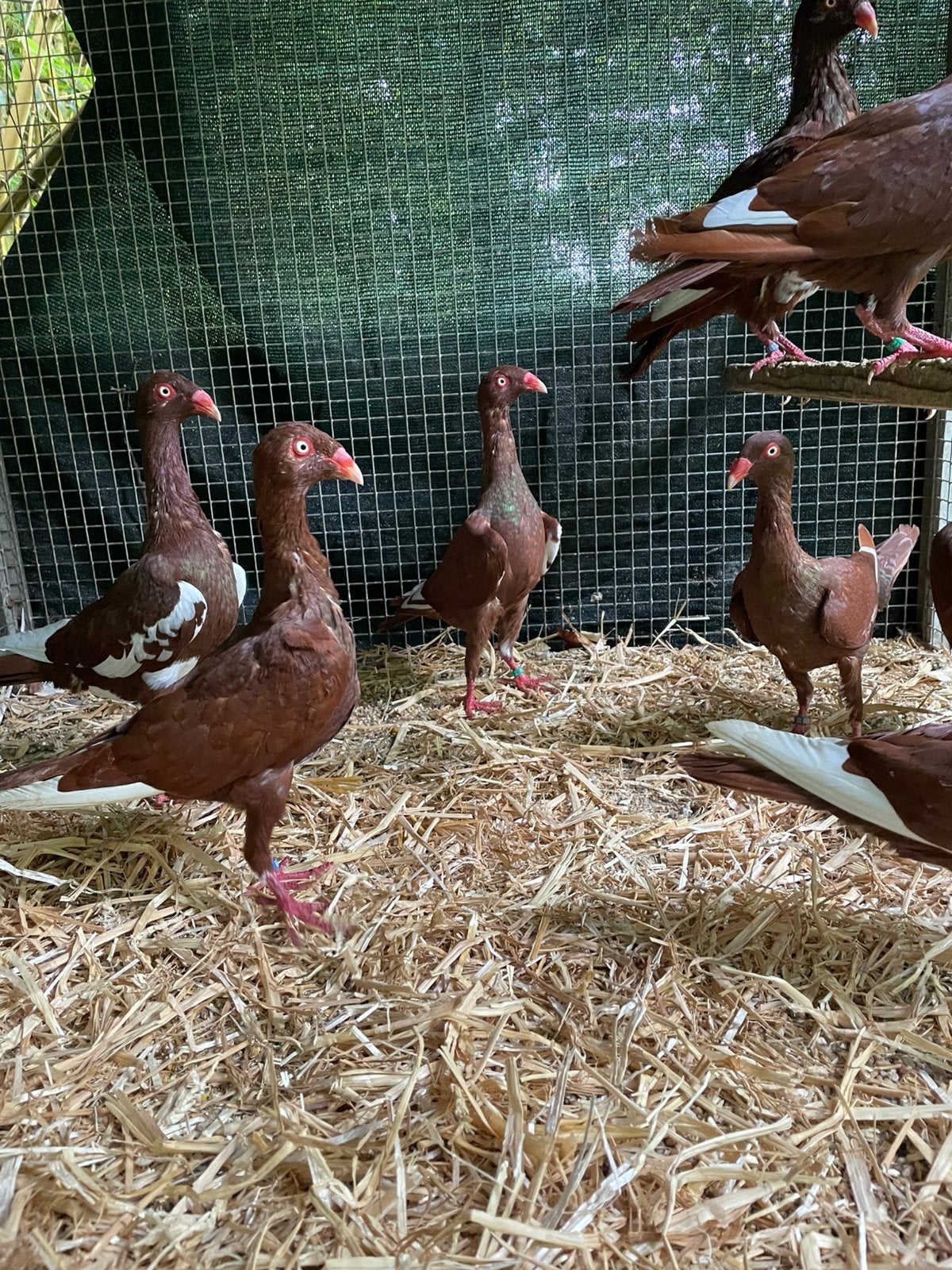 Deense Tuimelaars, Meerdere dieren