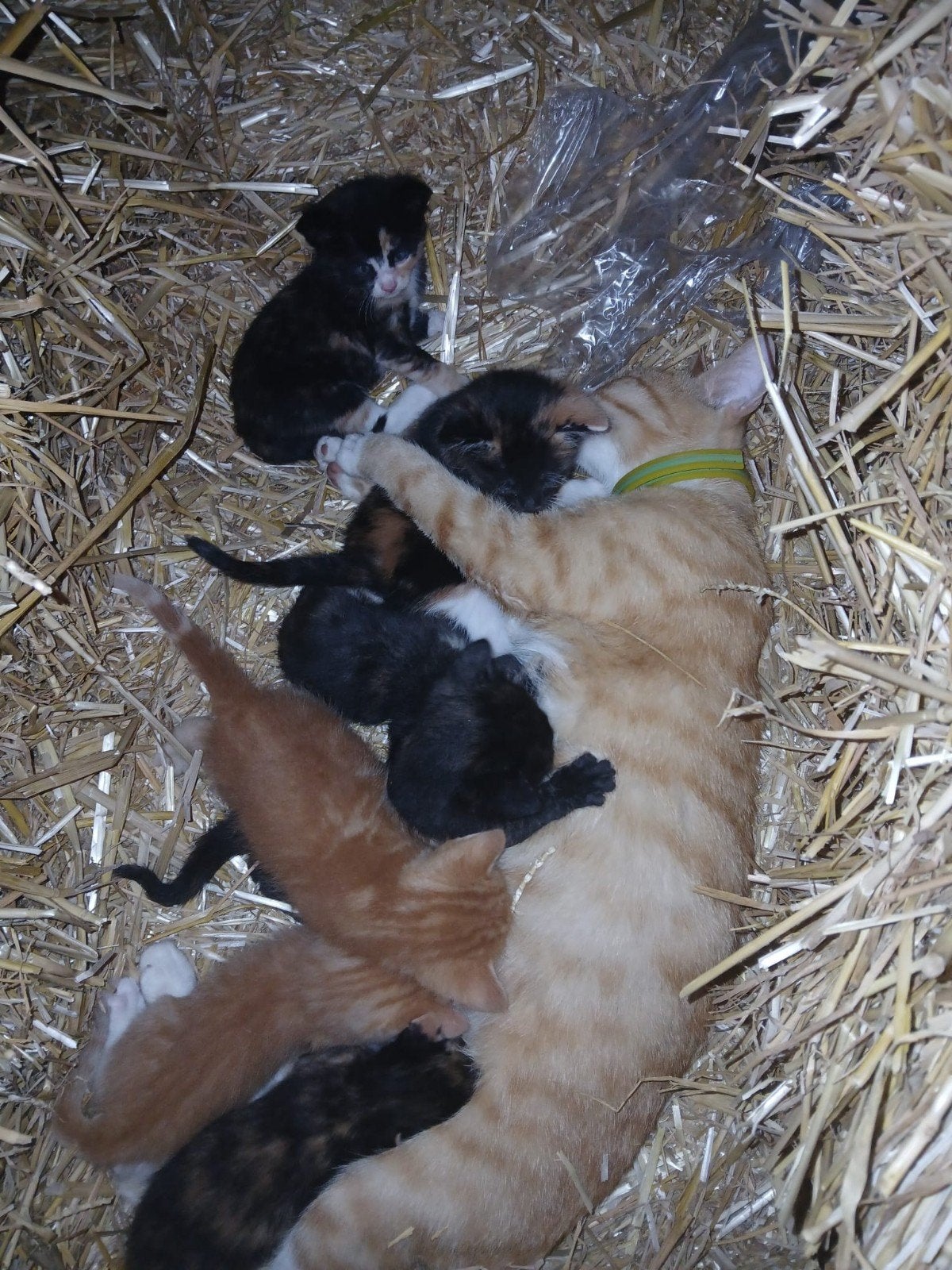 Jonge poesjes te koop, Dieren en Toebehoren, Katten en Kittens | Overige Katten