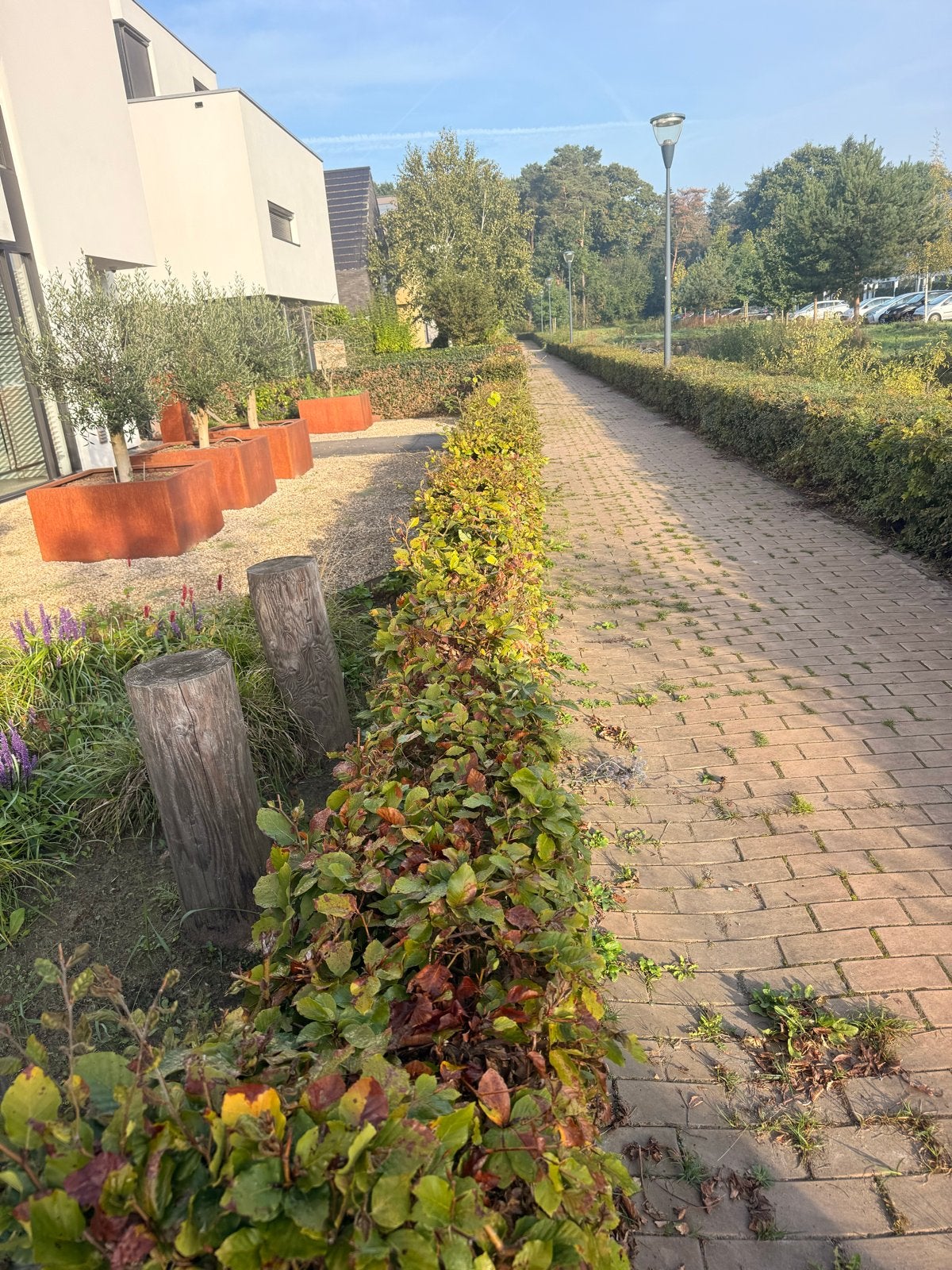 Beukenhaag - Mooie en dichte haagplanten, Ophalen, Beukenhaag, Haag, 100 tot 250 cm