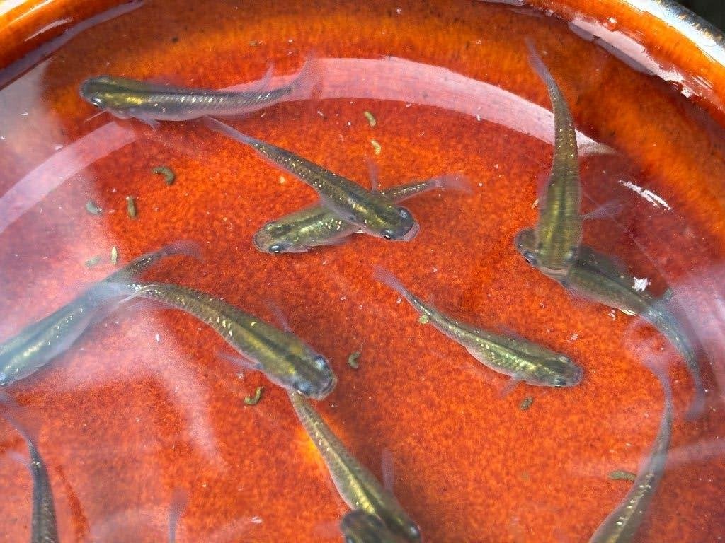 10x Volwassen Bronze Lamé Medaka 2,5 - 3 cm, Dieren en Toebehoren, Overige soorten