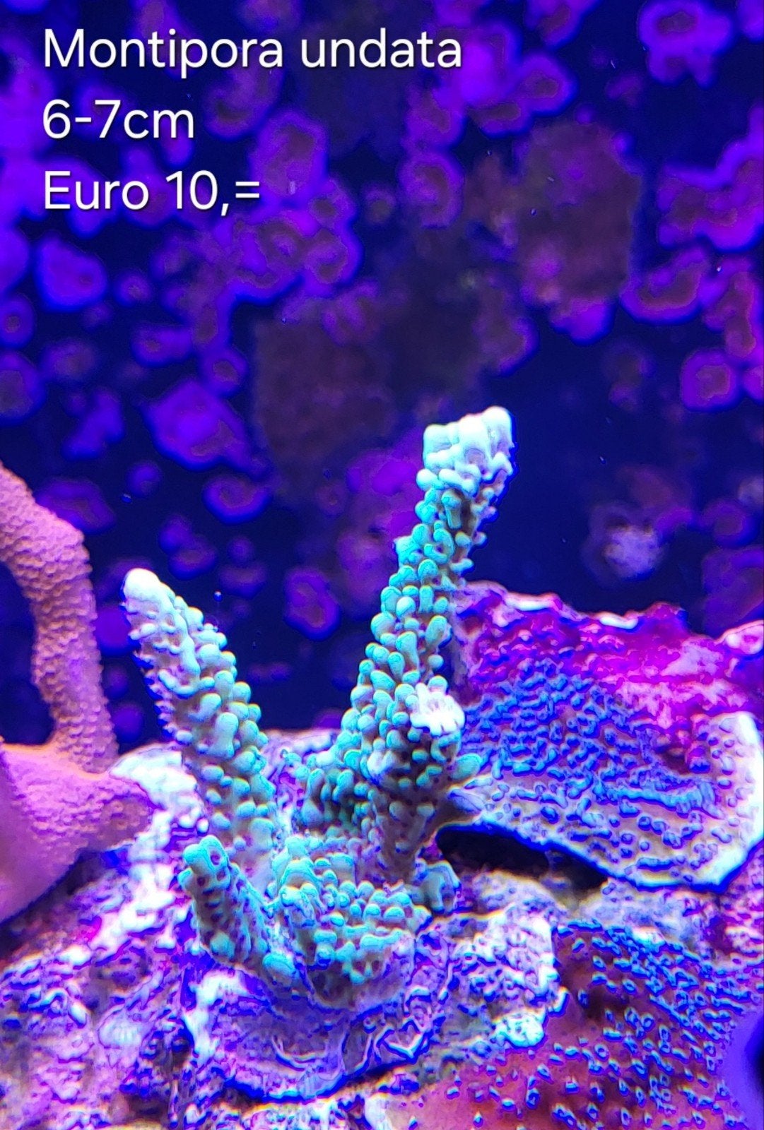 Montipora undata, Overige typen