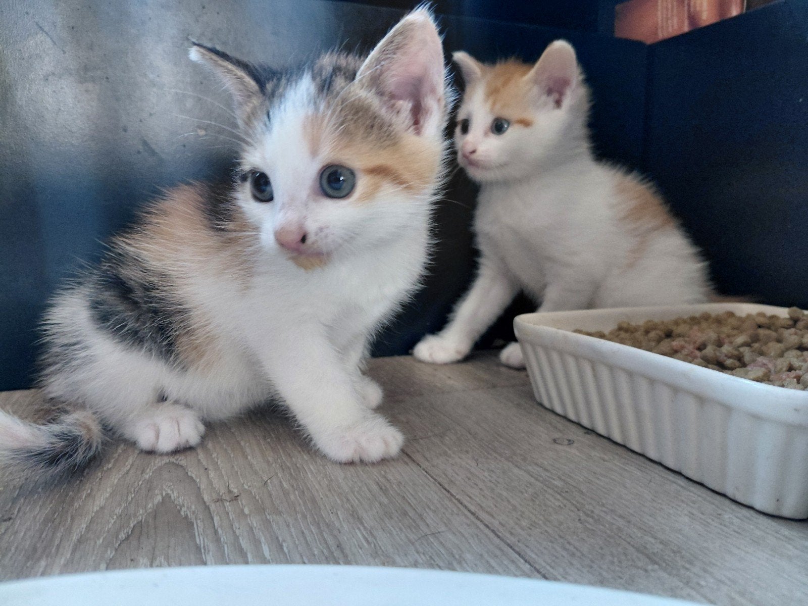 GERESERVEERD 2 Kittens, Meerdere dieren, Kortharig, 0 tot 2 jaar