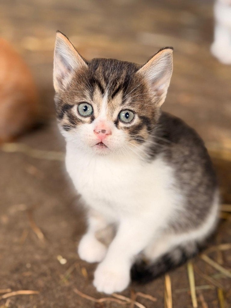 Super gezellige kittens, Dieren en Toebehoren, Meerdere dieren, Kortharig, 0 tot 2 jaar