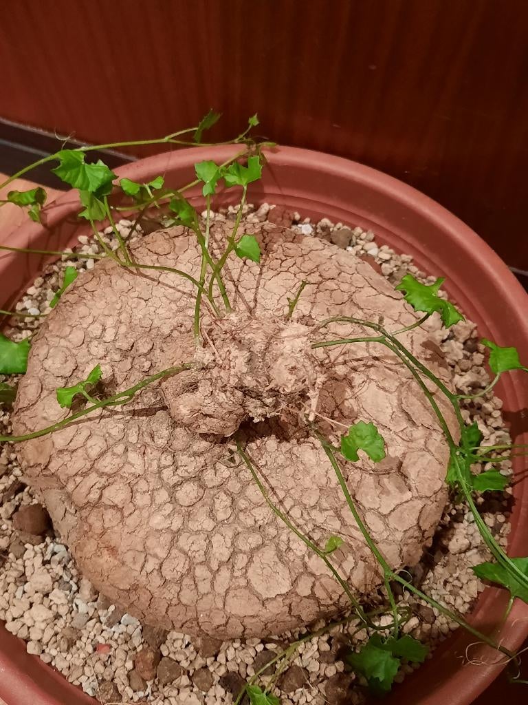 Ibervillea lindheimeri XL caudex, succulent, houseplant, Verzenden, Halfschaduw, Minder dan 100 cm