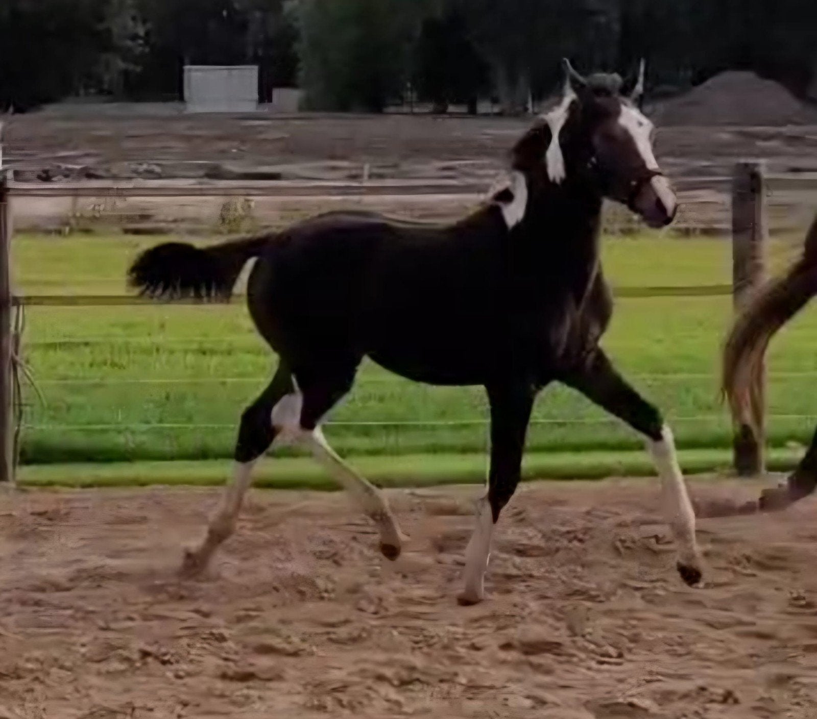 te koop veelbelovendbont merrieveulen, Dieren en Toebehoren, Merrie, Springpaard, Met stamboom, 0 tot 2 jaar