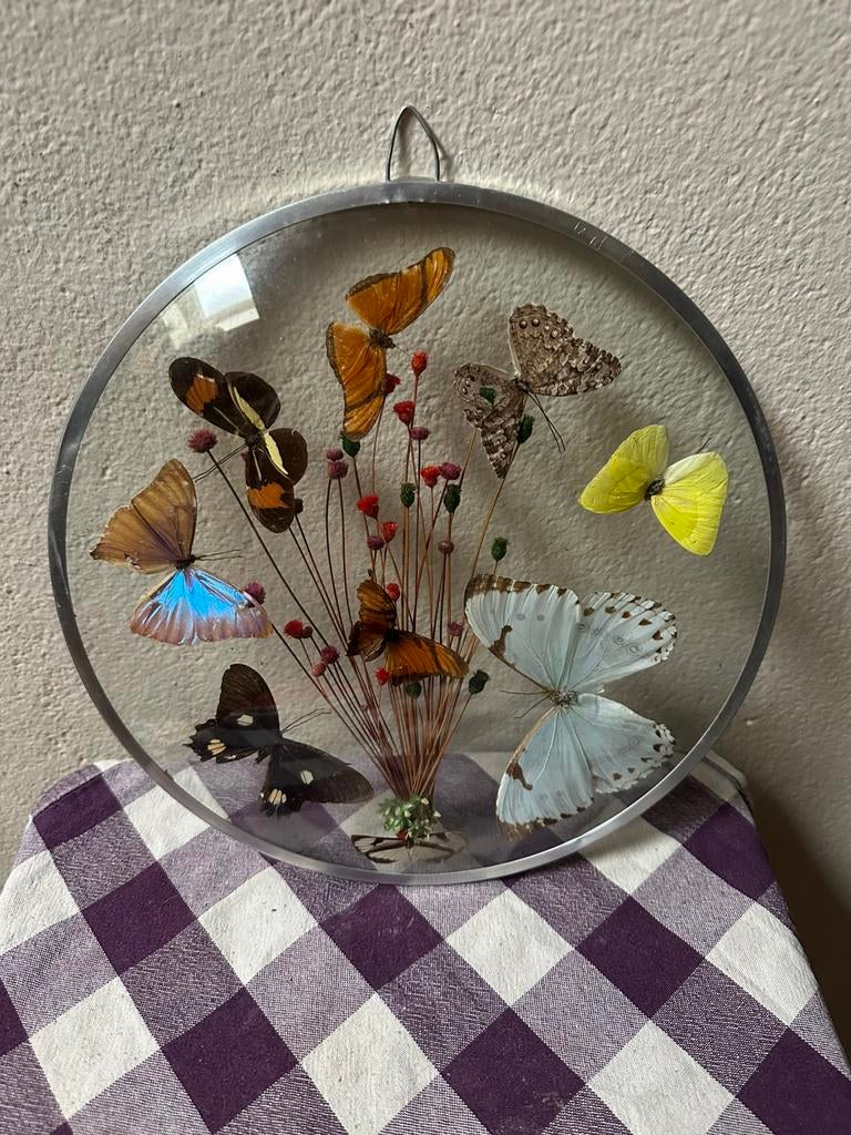 3 x vlinders, Verzamelen, Ophalen of Verzenden, Gebruikt, Insect, Opgezet dier