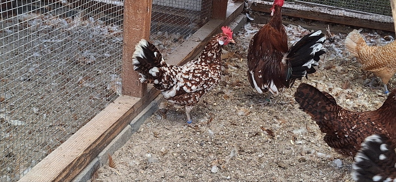 jonge Friese krielen, Dieren en Toebehoren, Meerdere dieren, Kip