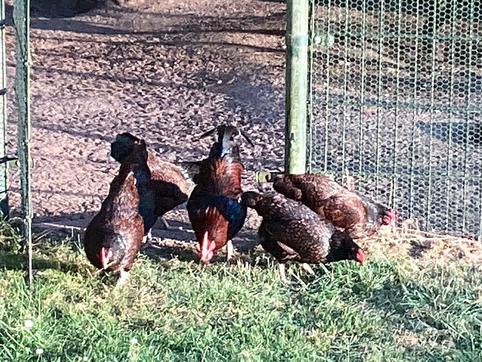 Barnevelder kriel kippen, Dieren en Toebehoren, Pluimvee, Meerdere dieren, Kip