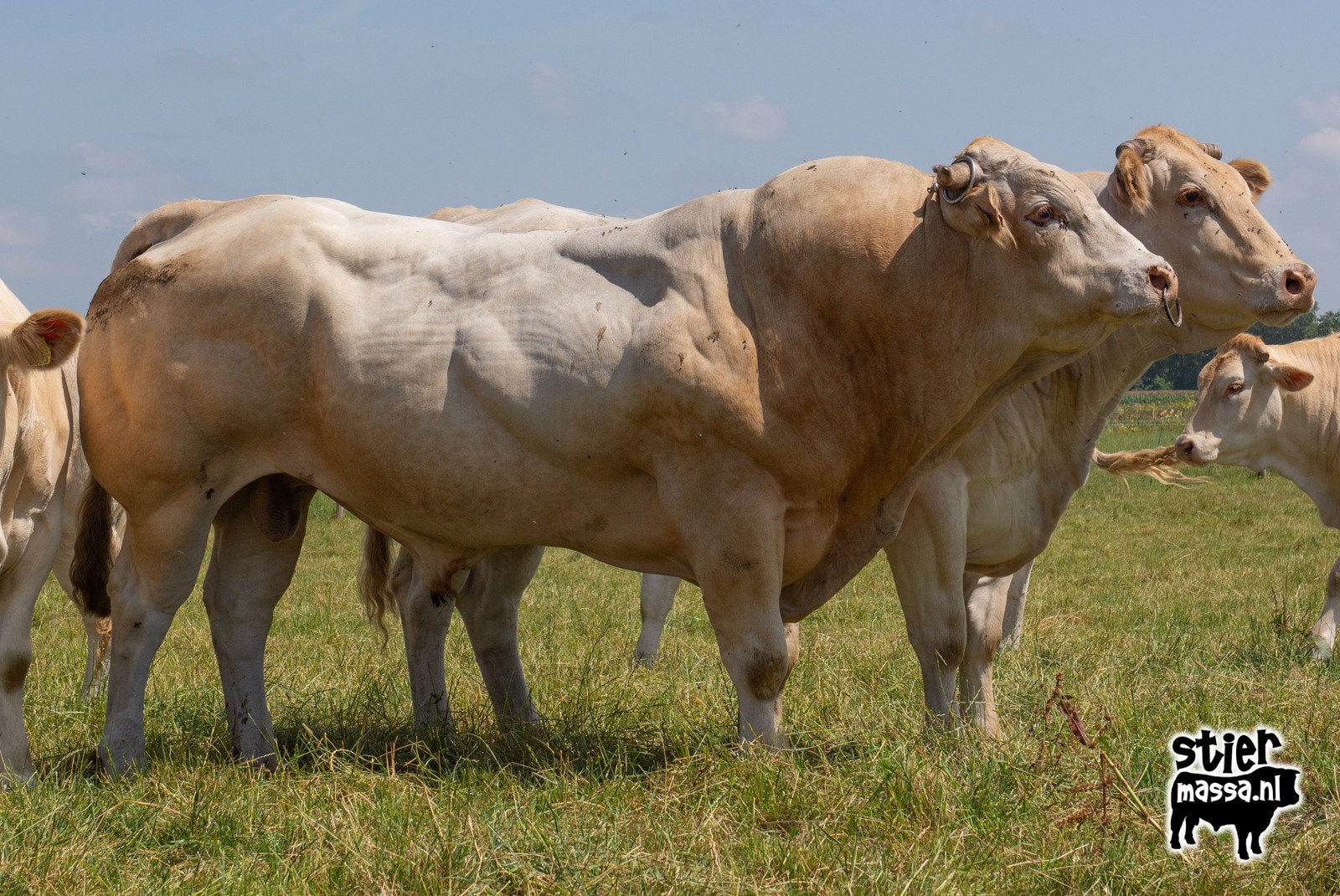 Blonde aquitane dekstier, Dieren en Toebehoren, Runderen, Meerdere dieren