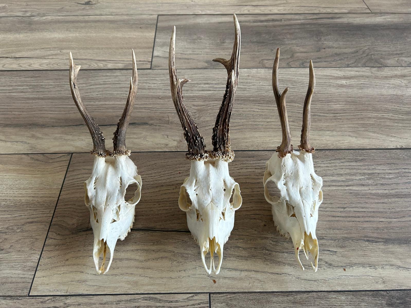 3. Ree kopjes gewei schedel jachttrofee opgezet 3 stuks, Verzamelen, Ophalen, Zo goed als nieuw, Wild dier, Gewei of Kop
