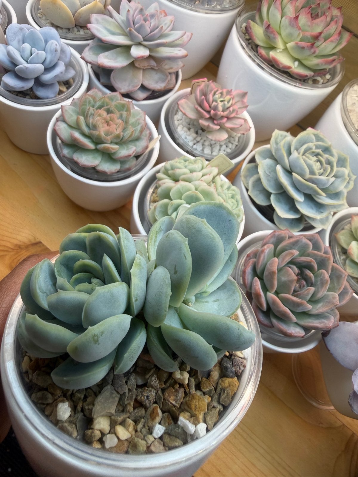 Echeveria Ghost 11cm - Prachtige Succulent, Overige soorten, Volle zon, Vaste plant, Verzenden