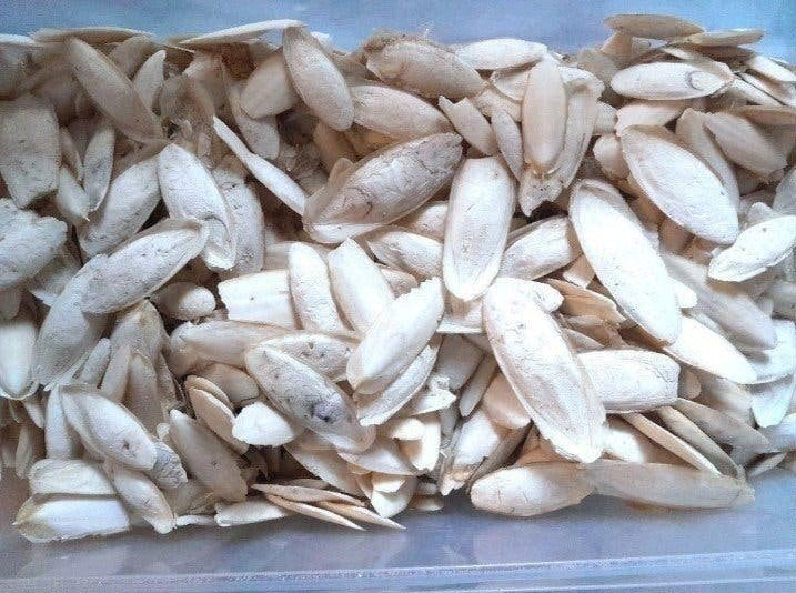 kleine sepia, vogelsepia, cuttlebone, Dieren en Toebehoren, Ophalen of Verzenden, Nieuw, Eten en Drinken
