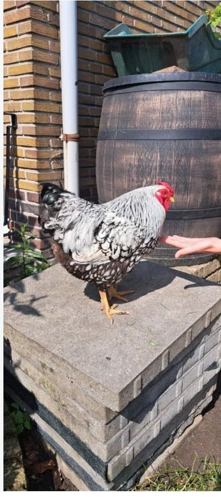 gezocht wyandotte haan, Dieren en Toebehoren, Pluimvee, Mannelijk, Kip