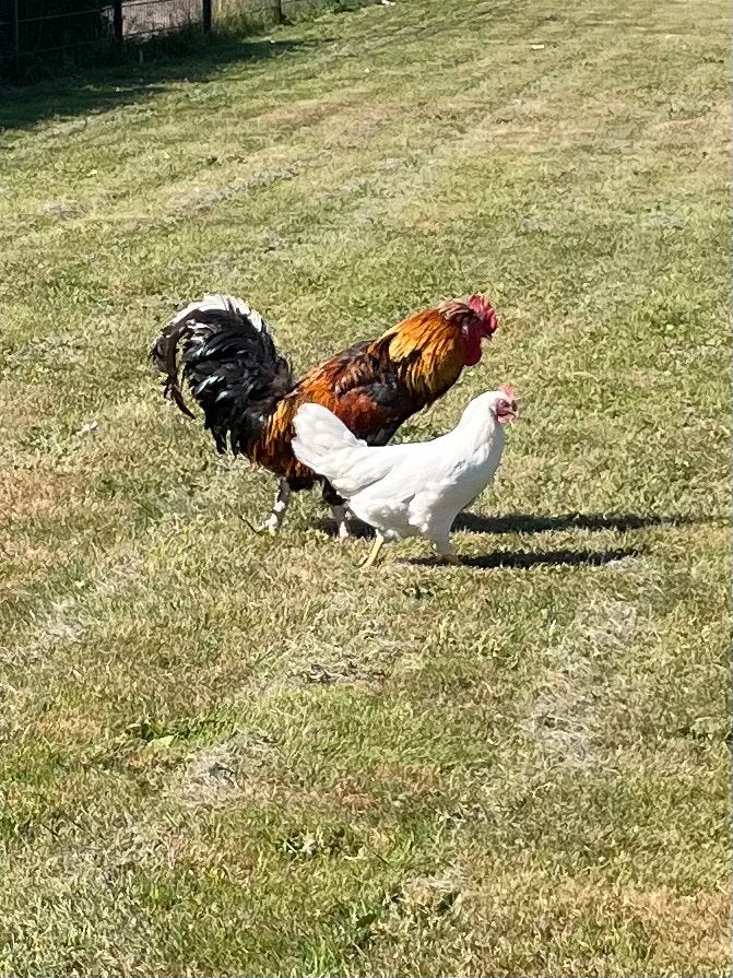 Haan en kip gratis af te halen, Dieren en Toebehoren, Pluimvee, Meerdere dieren, Kip