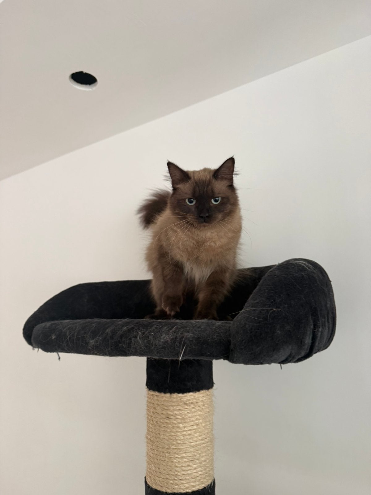 Prachtige ragdoll kindjes 🧡, Dieren en Toebehoren, Katten en Kittens | Overige Katten, Poes