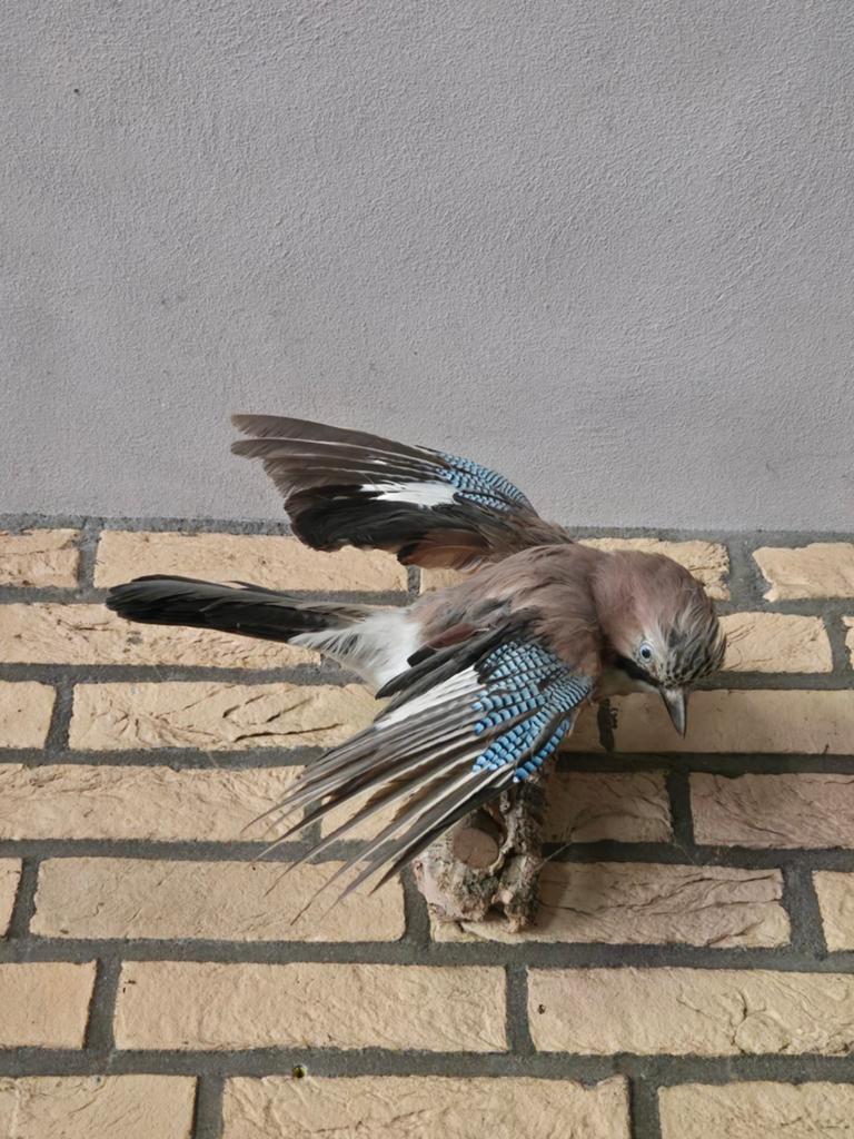 Opgezette Vlaamse Gaai taxidermie, Antiek en Kunst, Ophalen
