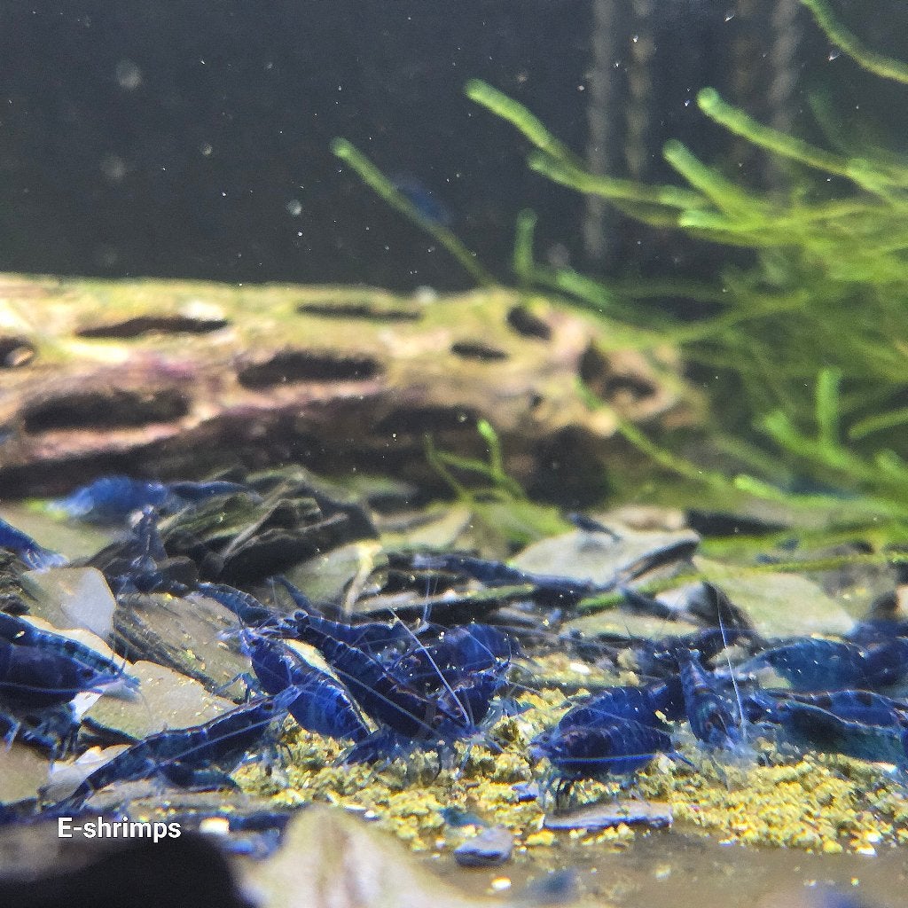 ️☑️️Blauwe | Blue Dream Neocaridina-garnalen / in kweek, Dieren en Toebehoren, Vissen | Aquariumvissen, Kreeft, Krab of Garnaal
