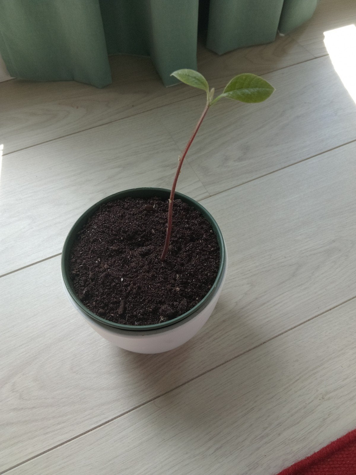 Avocado plant + Pot, Ophalen of Verzenden, Minder dan 100 cm, Overige soorten, Zomer