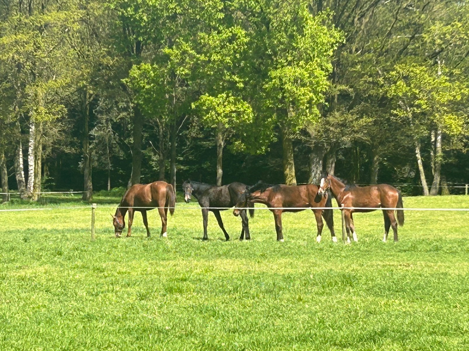 Opfok, Dieren en Toebehoren, Opfok