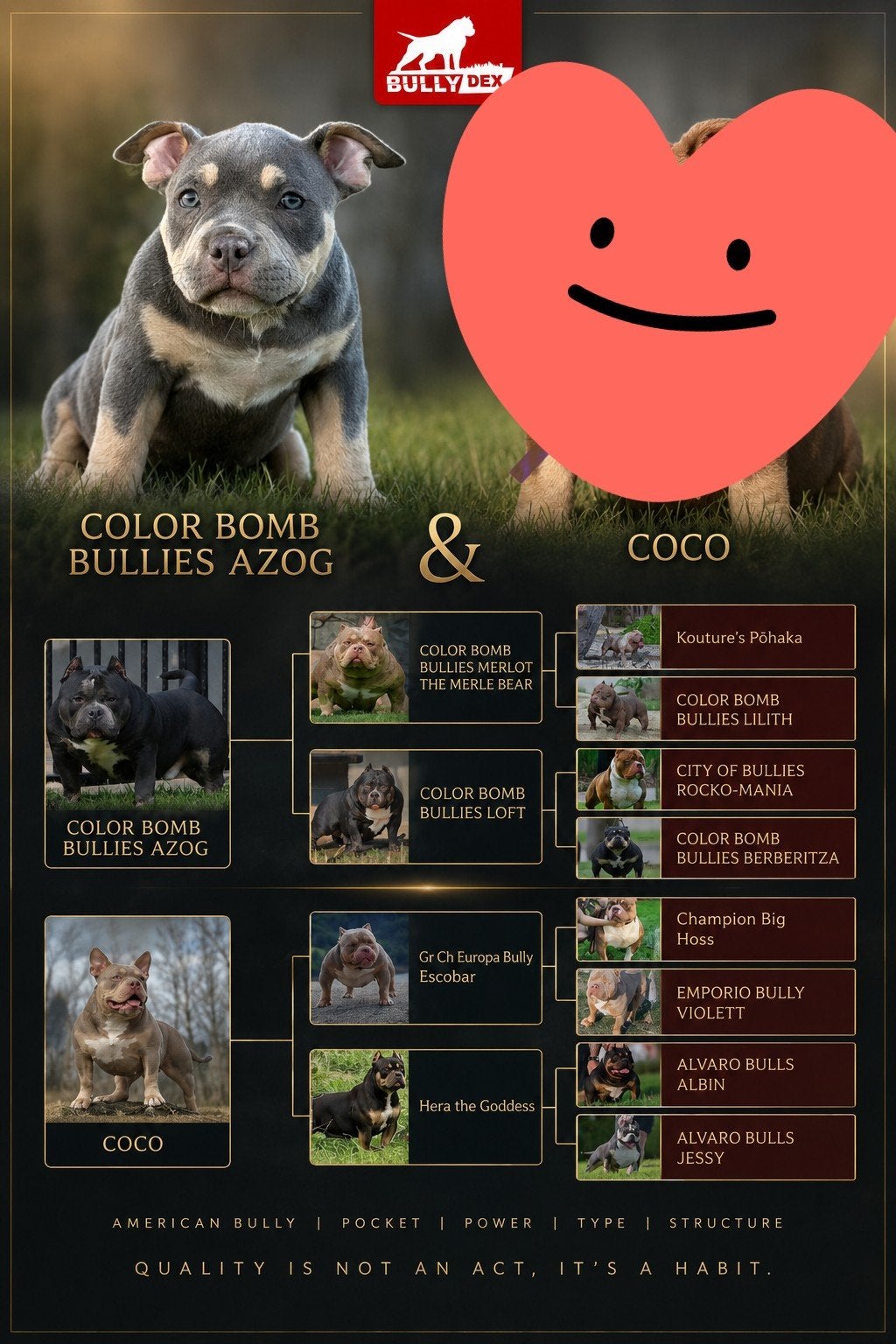 American bully pocket, Dieren en Toebehoren, 15 weken tot 1 jaar, Overige rassen, Teef, Parvo