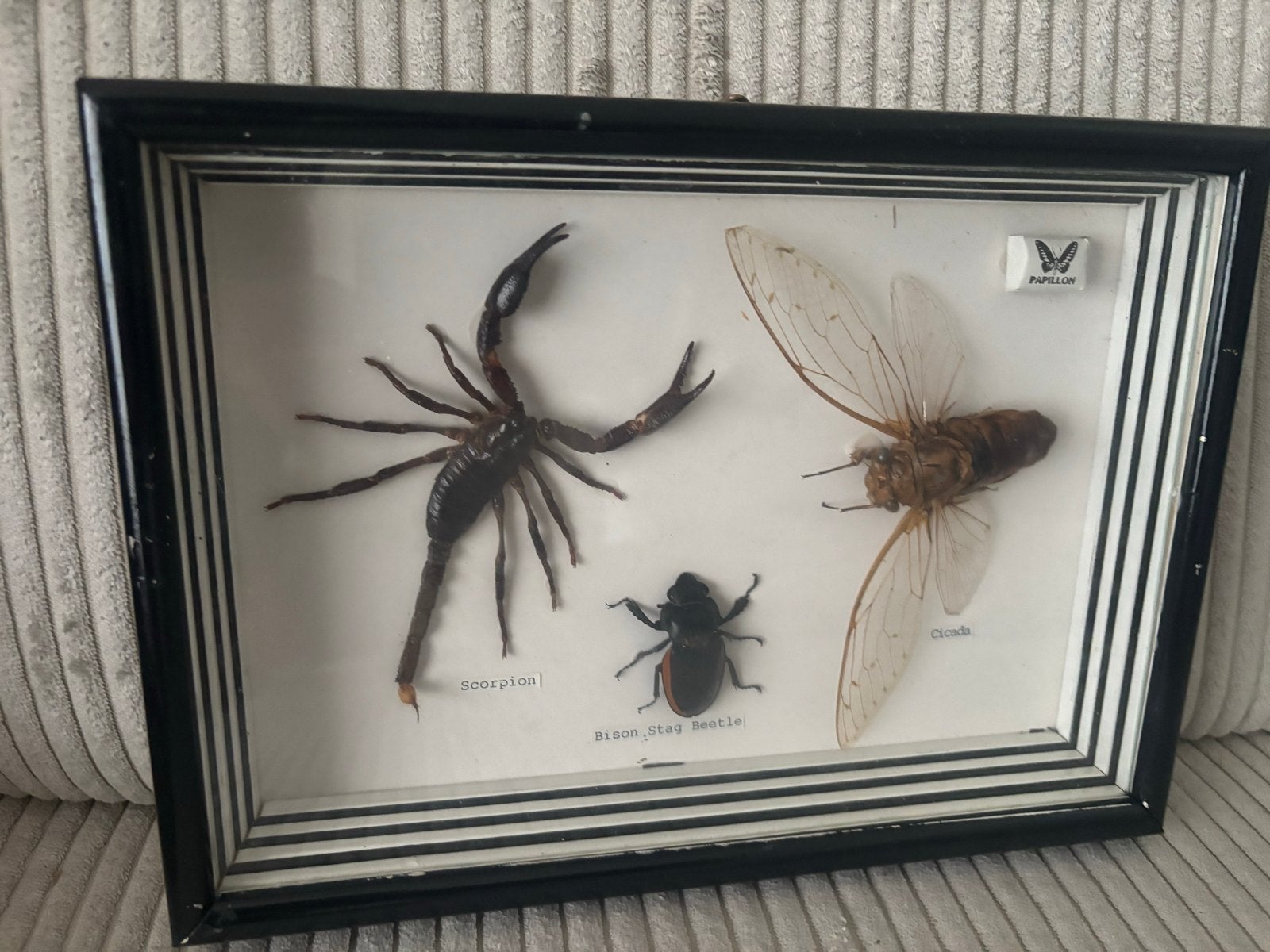 Taxidermie insecten en schorpioen in lijst, Ophalen, Gebruikt, Insect, Opgezet dier