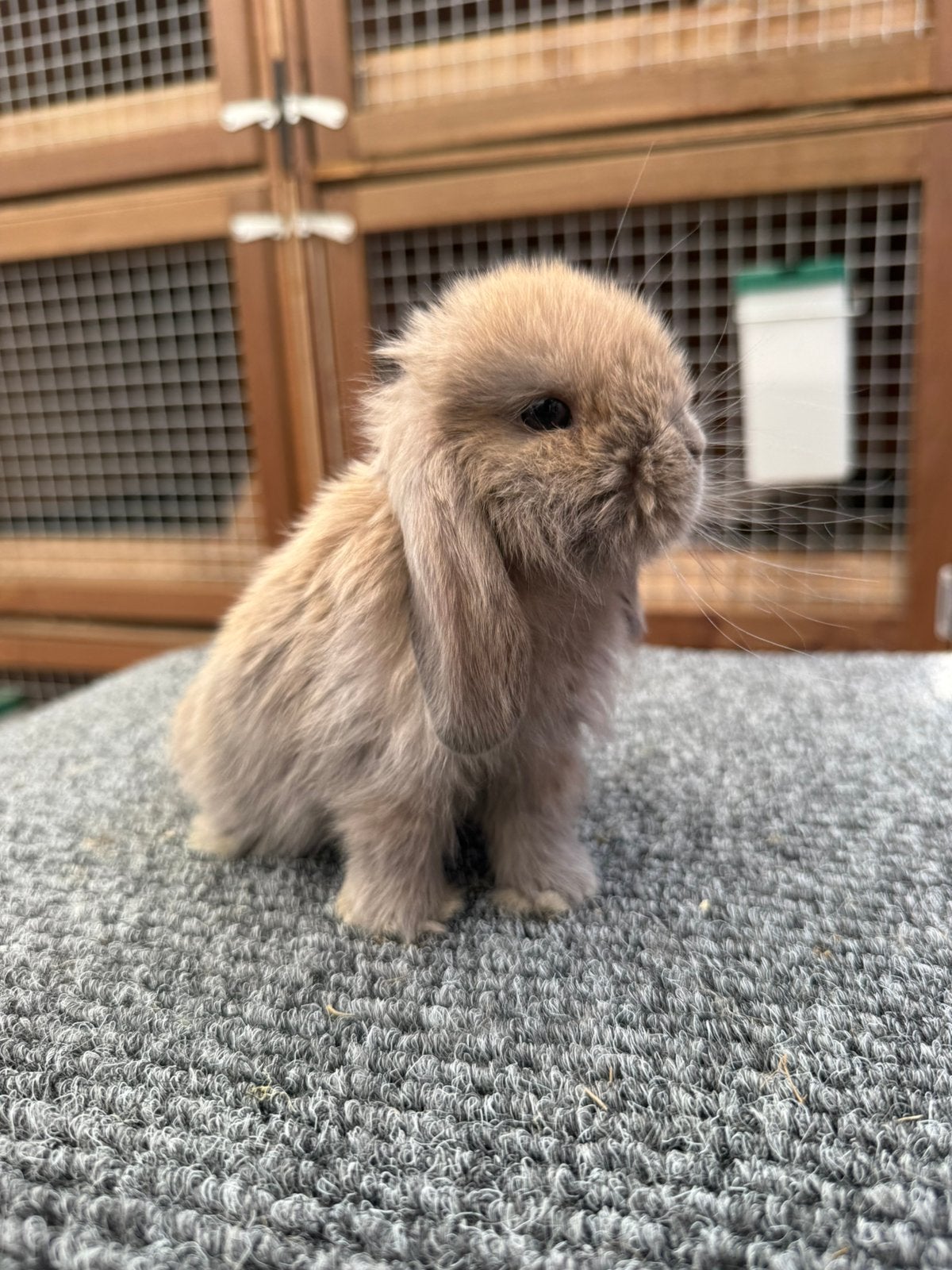 Prachtige lieve minilop konijntjes, Meerdere dieren, Dwerg