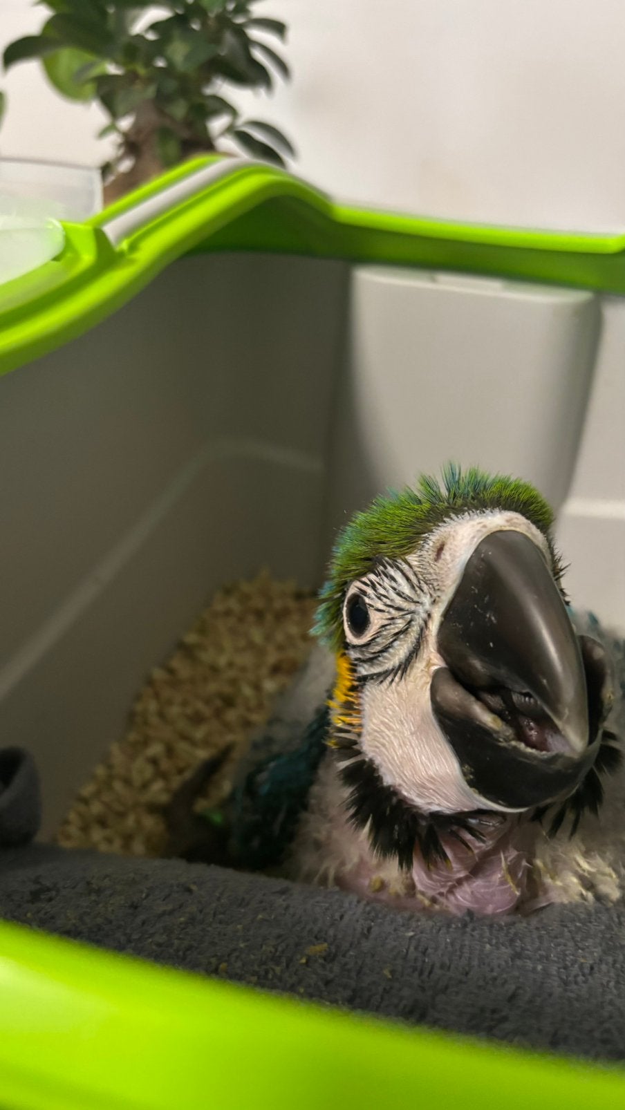 Ara-papegaai, Dieren en Toebehoren, Hagedis, 0 tot 2 jaar
