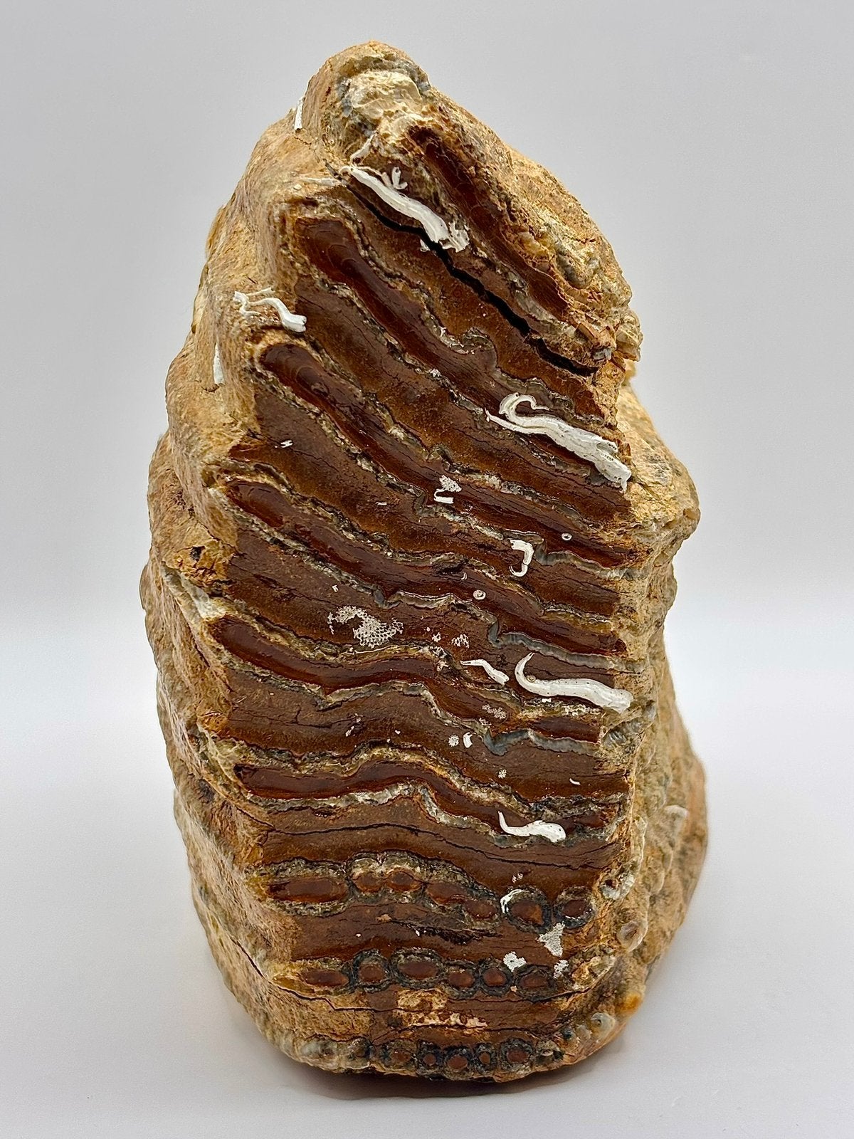 Mammoet kies Noordzee, Verzamelen, Mineralen en Fossielen, Ophalen of Verzenden, Fossiel