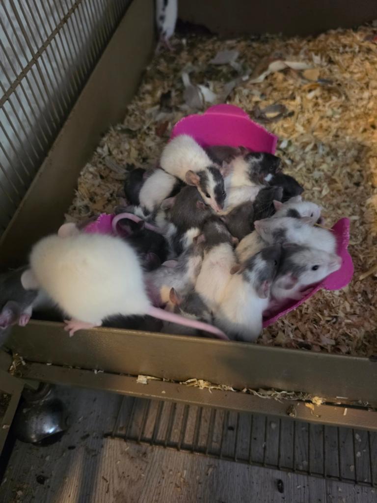 Jonge tamme ratjes in allerlei kleurslagen, Dieren en Toebehoren, April, Meerdere dieren, Rat