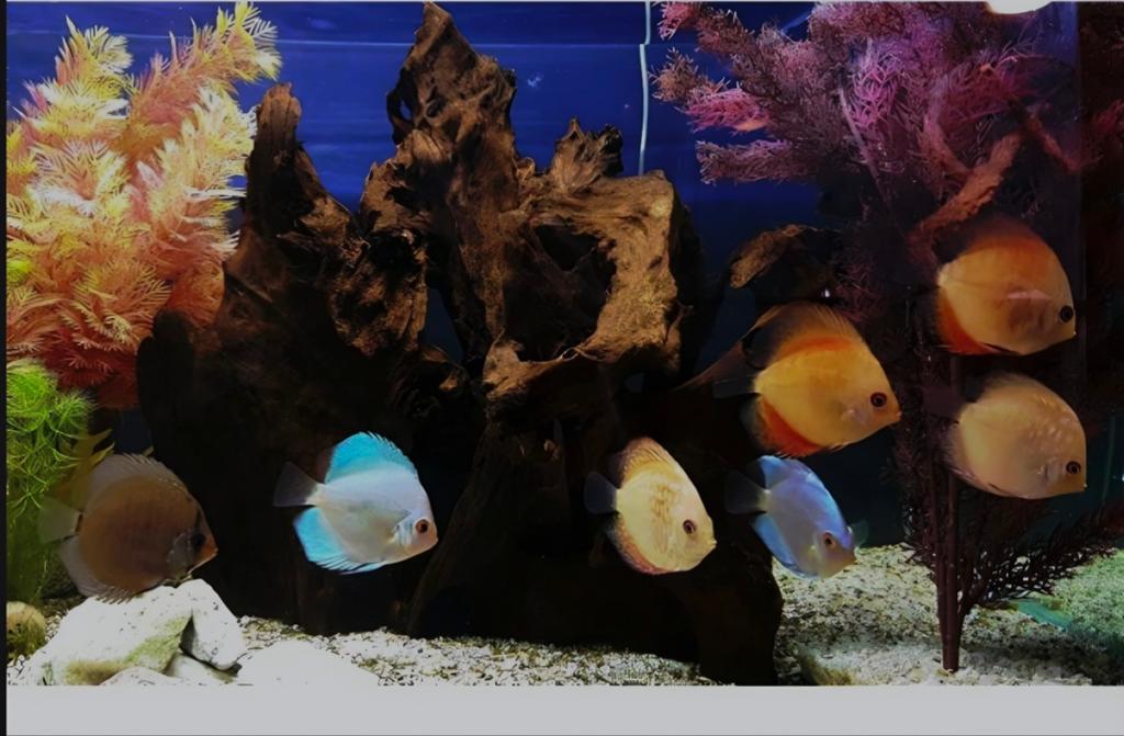 Discus vissen jongen., Dieren en Toebehoren, Vissen | Aquariumvissen, Vis