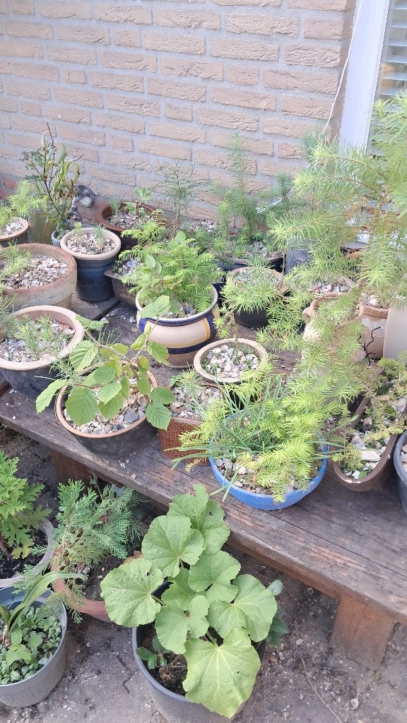 Bonsai, jonge boompjes in pot, Bloeit niet, Leiboom, Ophalen of Verzenden, Minder dan 100 cm
