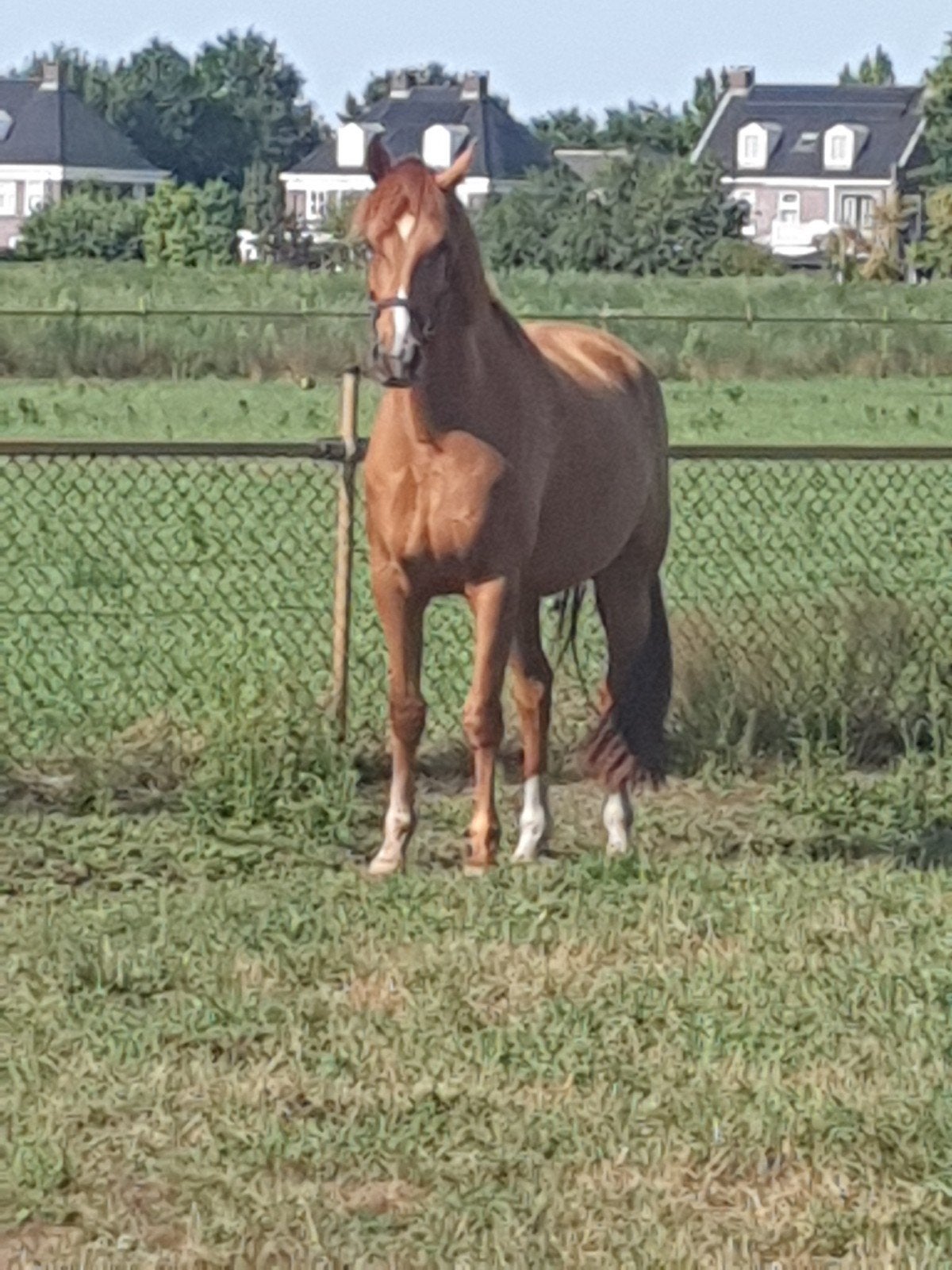 te koop 3j kwpn merrie  vos 1.68, Dieren en Toebehoren, Merrie, Met stamboom, Dressuurpaard, 3 tot 6 jaar