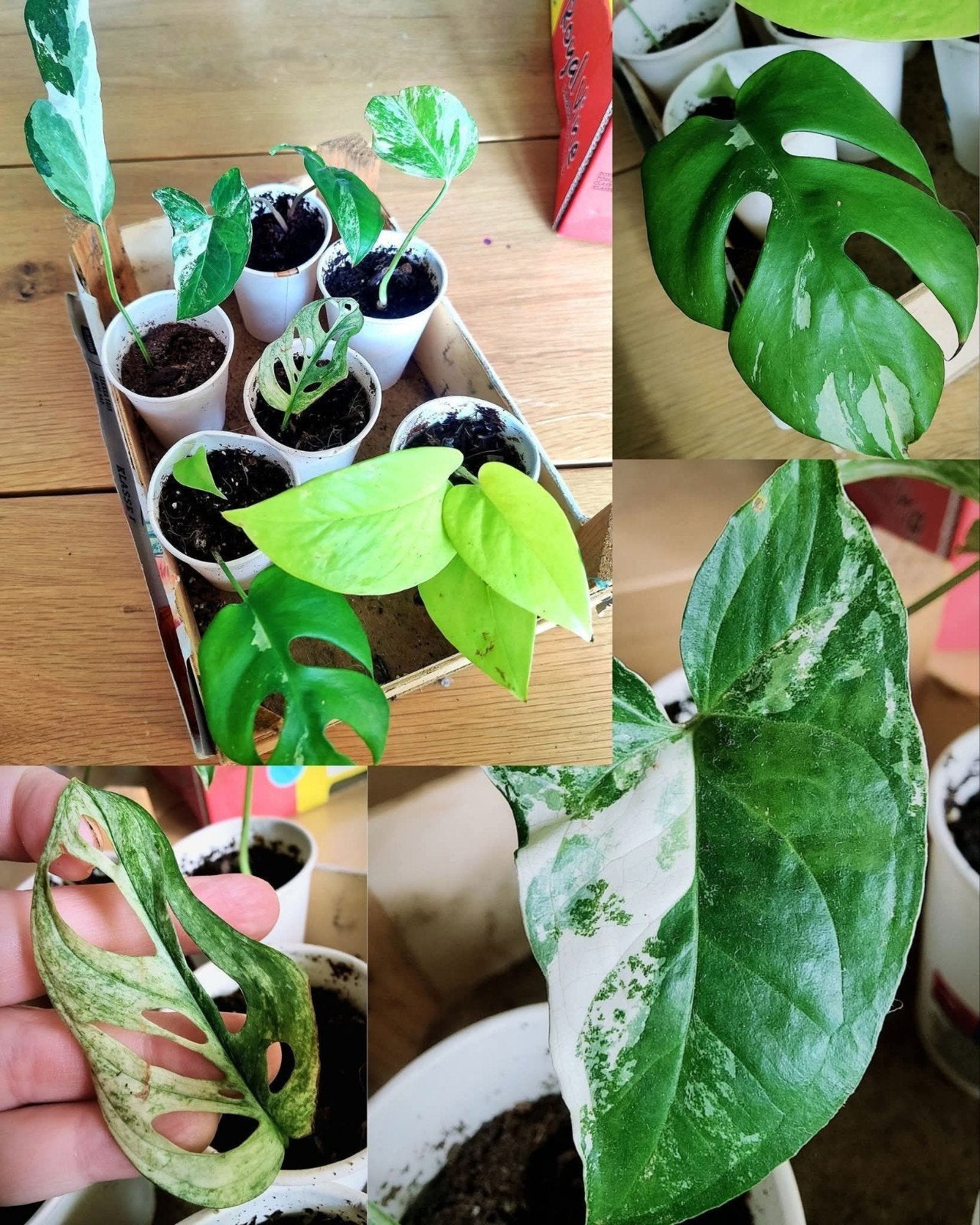 Kamerplanten mini's pakket, Ophalen, Halfschaduw, Minder dan 100 cm