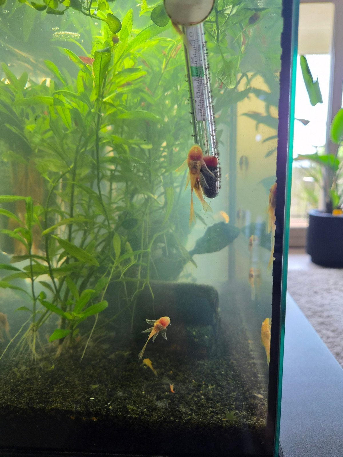 Albino algeneters 4 a 5 cm   gratis!, Dieren en Toebehoren, Vissen | Aquariumvissen, Vis