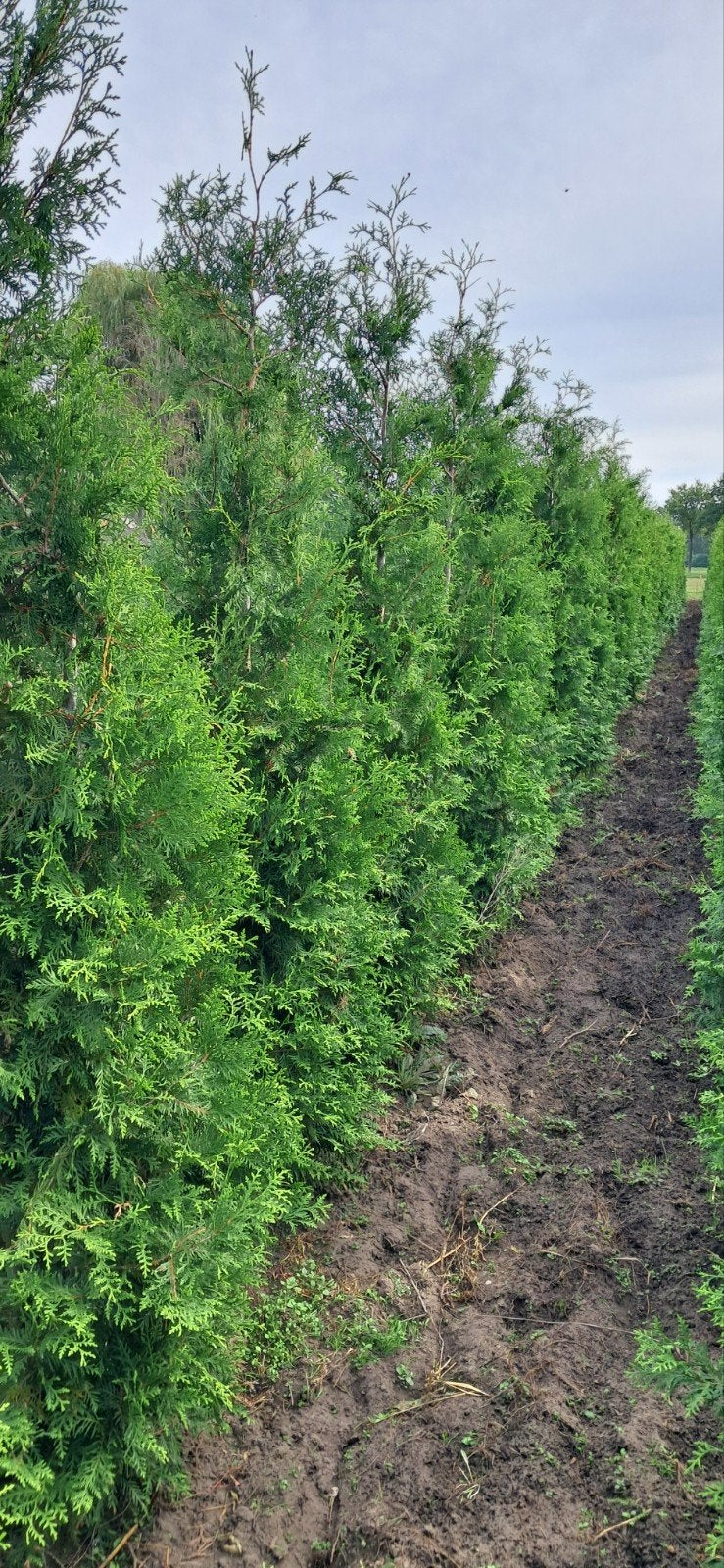 Thuja Brabant haagconifeer 250+ cm, Ophalen, Conifeer, Haag, 250 cm of meer