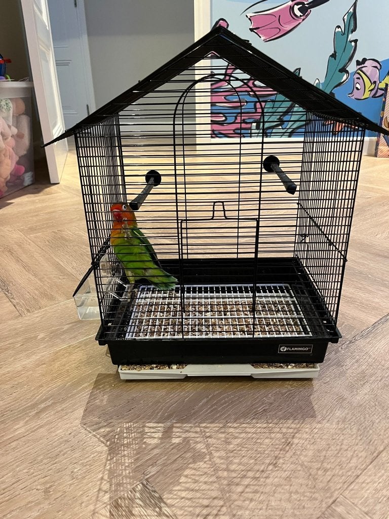 Dwerg papegaai, Dieren en Toebehoren, Mannelijk, Papegaai