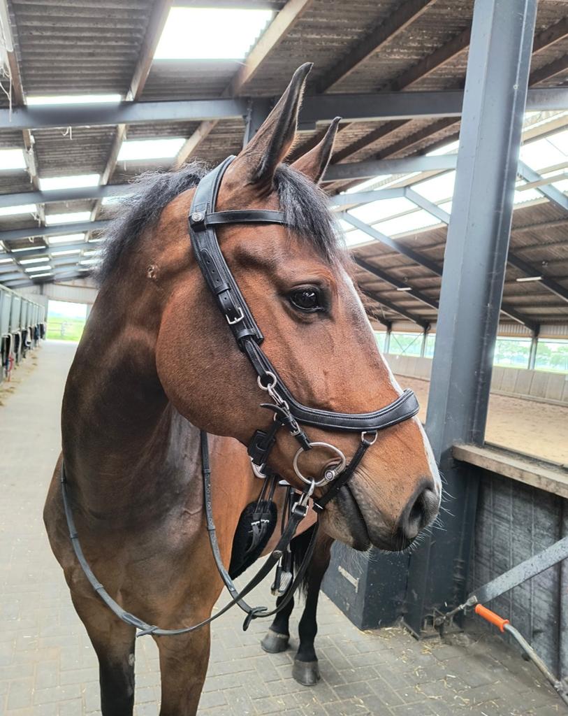 Presteq FaySport hoofdstel compleet, Dieren en Toebehoren, Ophalen of Verzenden, Gebruikt, Overige soorten