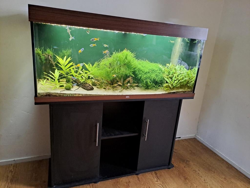 Juwel rio 240 led, Ophalen of Verzenden, Zo goed als nieuw, Gevuld zoetwateraquarium