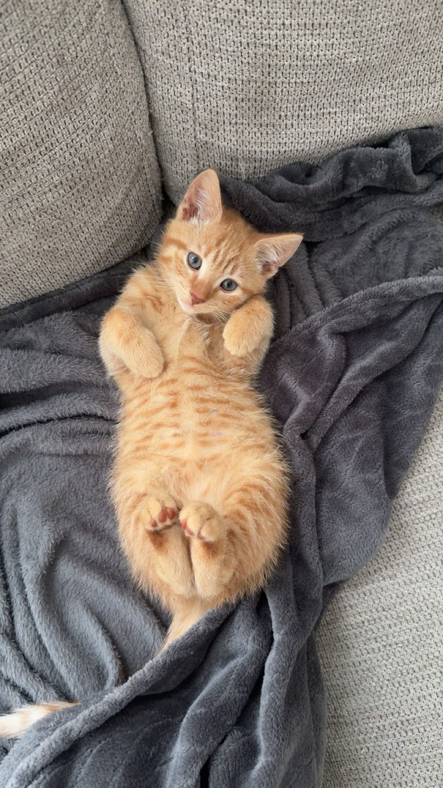 Rode kater, Kater, Kortharig, 0 tot 2 jaar